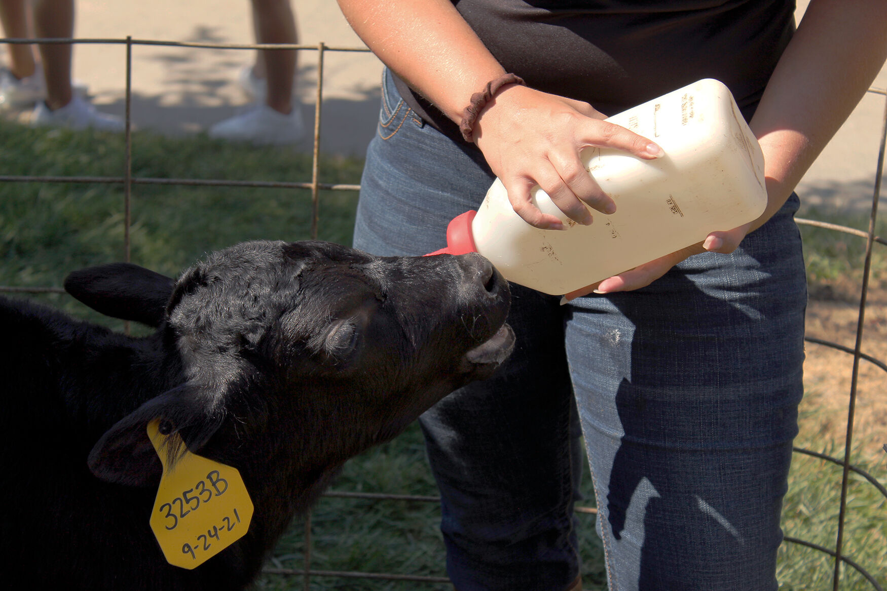 A calf named Curd takes a drink of water during Moo Monday outside
